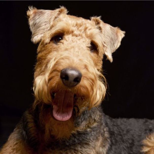 Kép Airedale Terrier