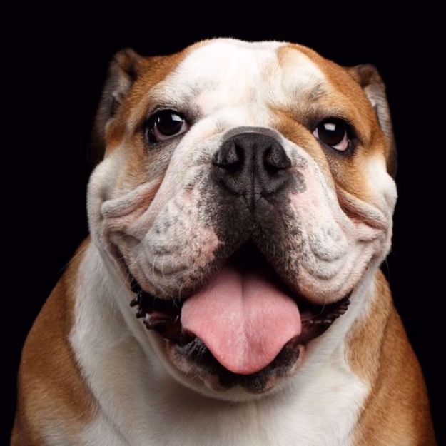 Kép Angol Bulldog