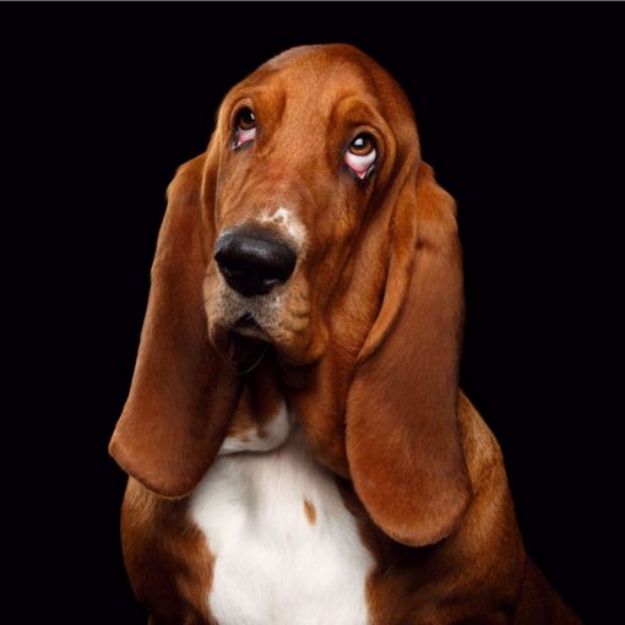 Kép Basset Hound