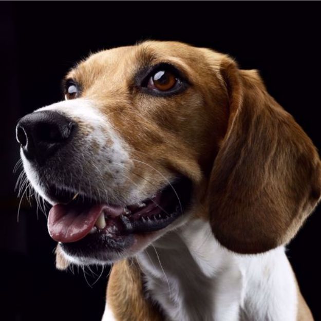 Kép Beagle