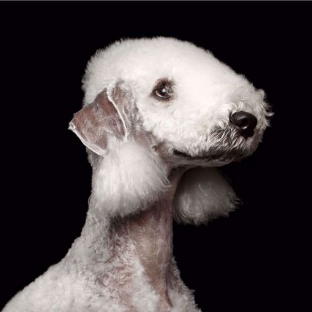 Kép Bedlington Terrier