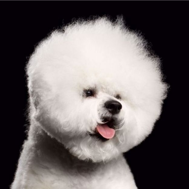 Kép Bichon Frisé