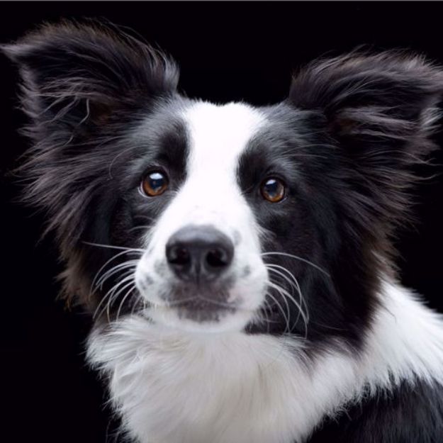 Kép Border Collie