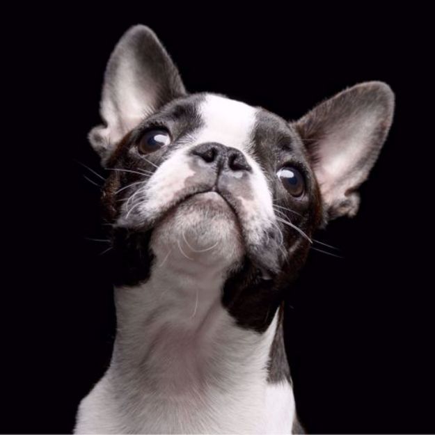 Kép Boston Terrier