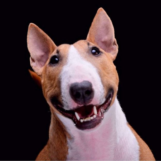 Kép Bullterrier