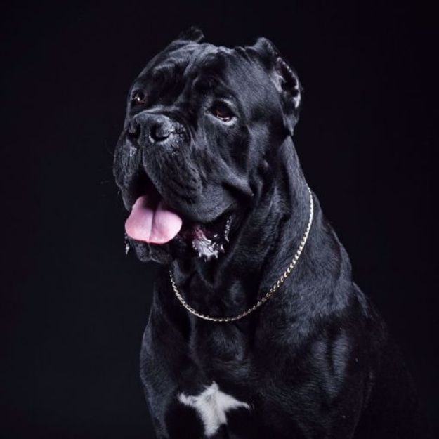 Kép Cane Corso