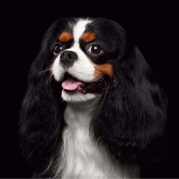 Kép Cavalier King Charles Spániel