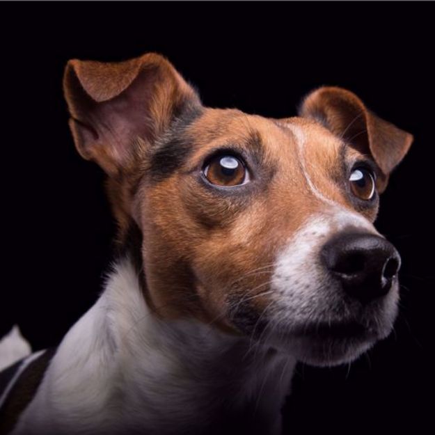 Kép Jack Russel Terrier