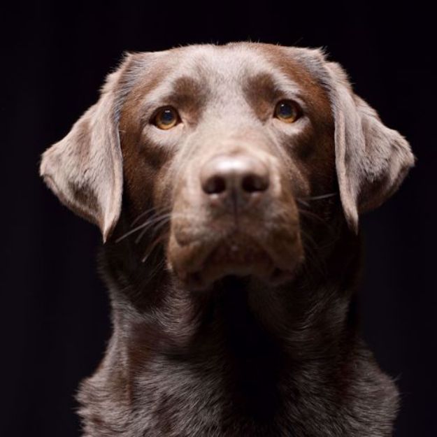 Kép Labrador Retriever