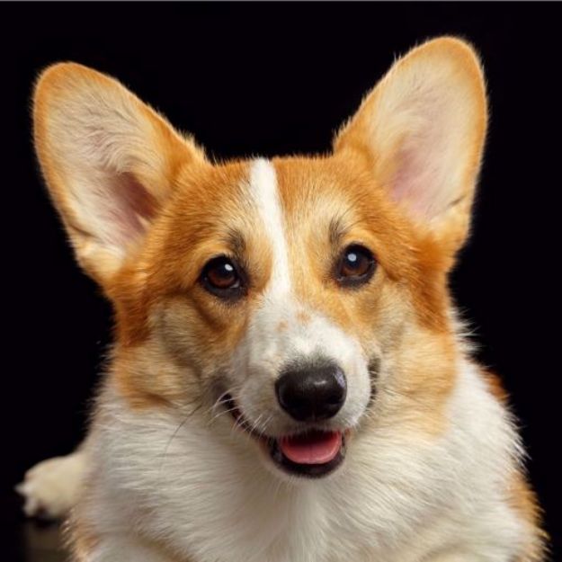 Kép Pembroke Welsh Corgi