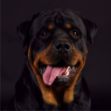 Kép Rottweiler