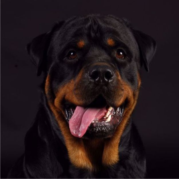 Kép Rottweiler