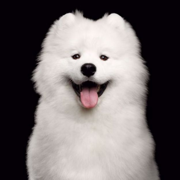 Kép Samoyed