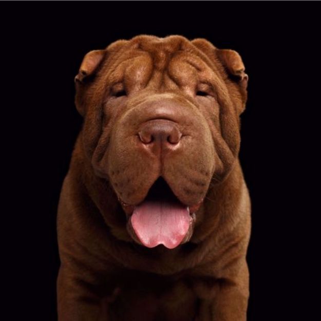 Kép Shar Pei