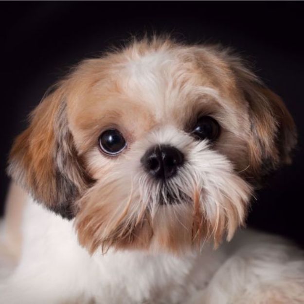 Kép Shih-Tzu