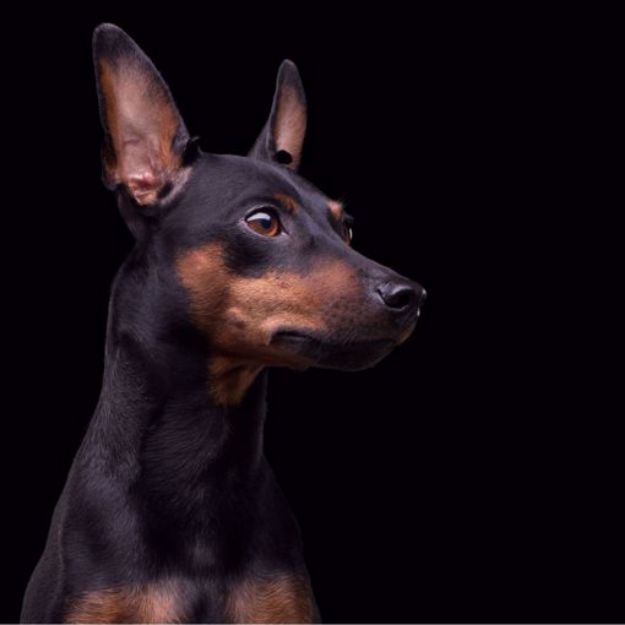 Kép Törpe Pinscher