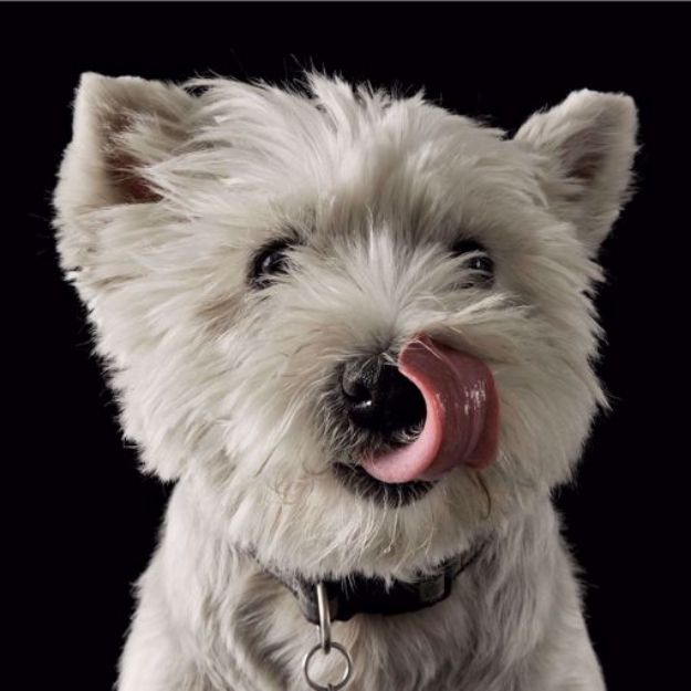 Kép West Highland White Terrier