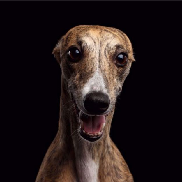 Kép Whippet