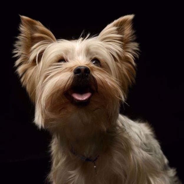 Kép Yorkshire Terrier