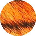 Tigris (TIG)