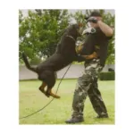 Kép Julius-K9 harapóhurka hevederrel kutyakiképzéshez