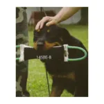 Kép Julius-K9 harapóhurka hevederrel kutyakiképzéshez