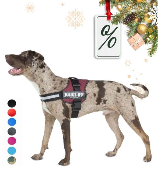 Kép Julius-K9® K9® Powerhám