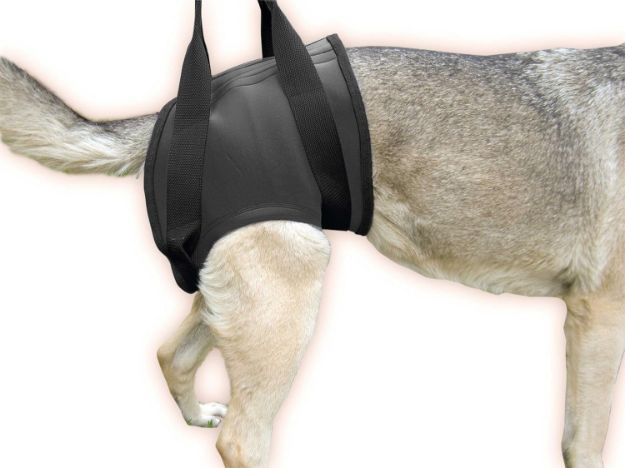 Kép Julius-K9 neoprén rehabilitációs hám - Hátsó, S